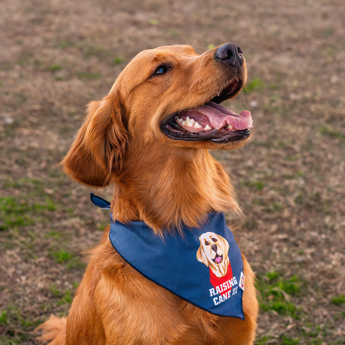 Cane III Pet Bandana on Red Golden Retriever Model