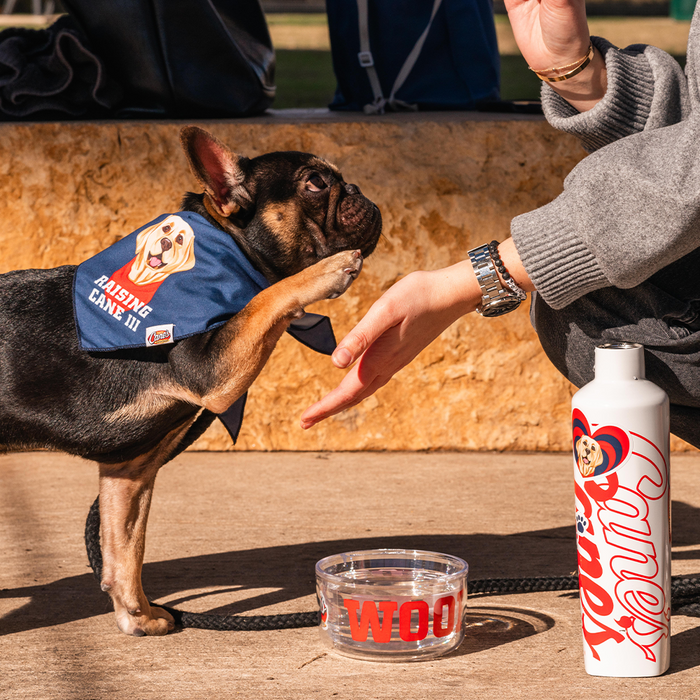 Cane III Pet Bandana on Boston Terrier Model