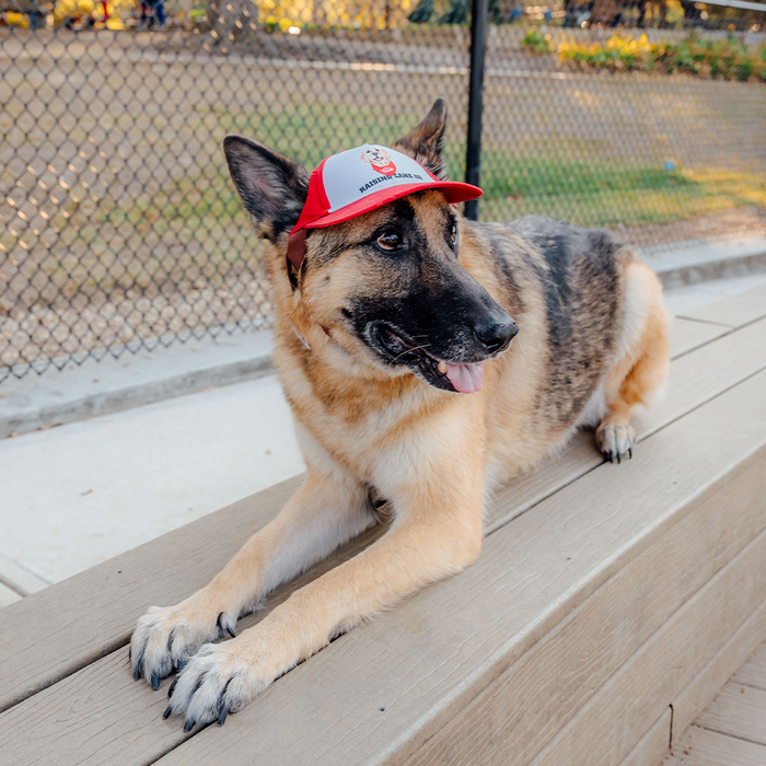 Cane III Pet Hat Front on Dog Model