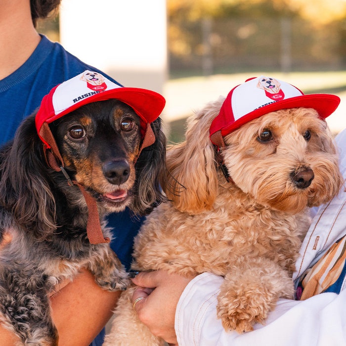 Cane III Pet Hat on Dachshund and Labradoodle Dog Models